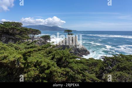Il Lone Cypress Tree a Pebble Beach, con lo splendido oceano e la lussureggiante vegetazione sullo sfondo Foto Stock
