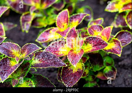 Un bellissimo primo piano di piante di Coleus dai colori vivaci viola e giallo Foto Stock