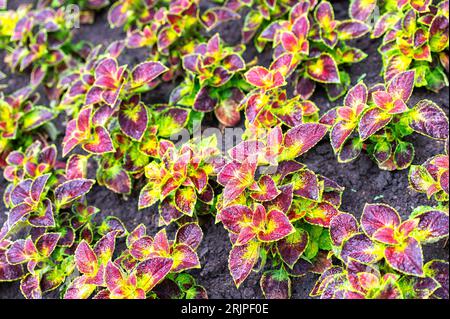 Un primo piano di una raccolta assortita di piante di Coleus viola e gialle che fioriscono nel suolo Foto Stock