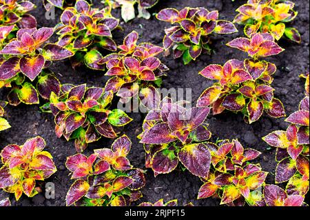 Una raccolta di piante di Coleus viola e giallo che fioriscono nel suolo Foto Stock