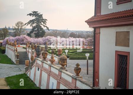 Vista laterale della fioritura di sakura nel giardino del castello di Troja, Praga, Repubblica Ceca Foto Stock