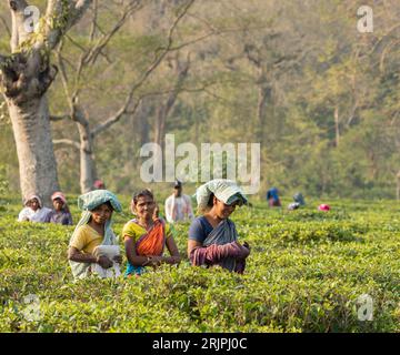 Raccoglitori di tè in una piantagione di tè ad Assam, in India. Foto Stock