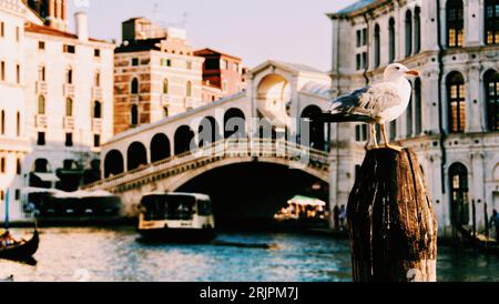 Primo piano di un gabbiano con il Ponte di Rialto a Venezia, Italia Foto Stock