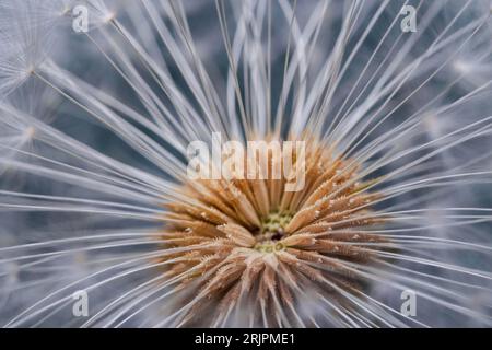 Un primo piano di un fiore di dente di leone Foto Stock