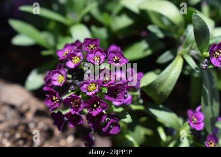 Questa immagine presenta un vaso di fiori vibrante che contiene una varietà di fiori viola, creando un'esposizione bellissima e accattivante Foto Stock