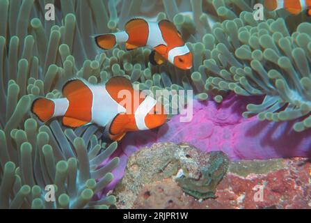 Falsi pesci anemone pagliaccio [Amphiprion ocellaris] maschi e femmine, che eliminano la base di anemone prima della deposizione delle uova. Raja Ampat, Papua Occidentale. Foto Stock