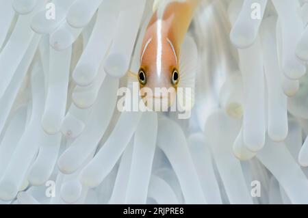 Anemonefish rosa (Amphiprion perideraion) in anemone sbiancato. Lo sbiancamento dell'anemone (e dei coralli) si verifica quando le zooxantelie simbiotiche (monocellari Foto Stock