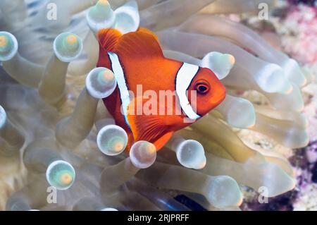 Anemonefish Spinecheek (Premnas biaculeatus), piccolo maschio, con Bubbeltip bianchita (anemone Entacmaea quadricolor). Manado, Nord Sulawesi, Indonesia. Foto Stock