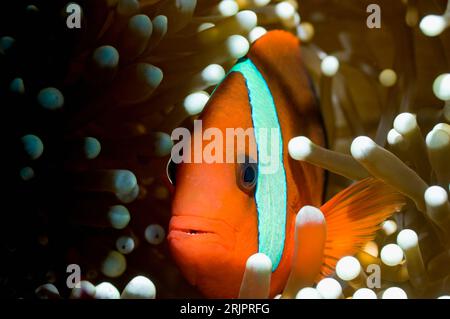 Anemonefish rosso e nero (Amphiprion melanopus). Raja Ampat, Papua Occidentale, Indonesia. Foto Stock
