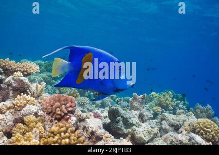 Pesce angelo di Yellowbar (Pomacanthus maculosus). Egitto, Mar Rosso. Foto Stock