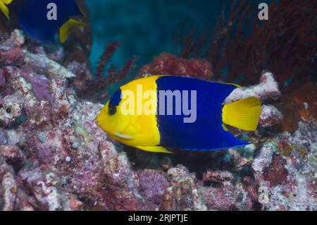 Pesce angelo bicolore (Centropyge bicolor). Misool, Raja Ampat, Papua Occidentale, Indonesia. Foto Stock