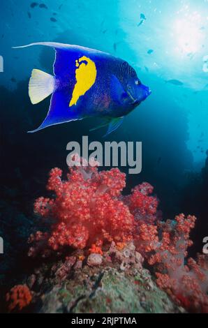 Pesce angelo di Yellowbar (Pomacanthus maculosus). Egitto, Mar Rosso. Foto Stock