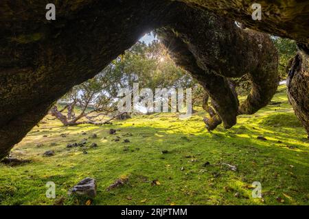 Beautiful view at Fanal Forest during sunset, Porto Moniz, Madeira, Portugal, Europe Stock Photo