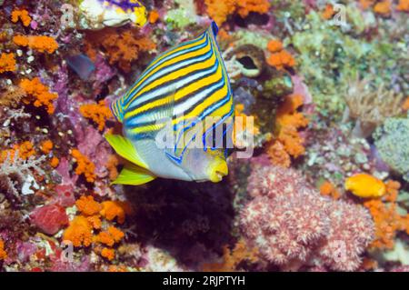 Pesci angelo regale (Pygoplites diacanthus) che nuotano oltre la parete della barriera corallina piena di invertebrati. Raja Ampat, Papua Occidentale, Indonesia. Foto Stock