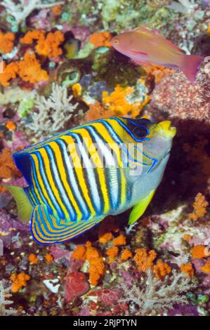 Pesci angelo regale (Pygoplites diancanthus) che nuotano accanto alla roccia corallina ricoperta di invertebrati. Raja Ampat, Papua Occidentale, Indonesia. Foto Stock