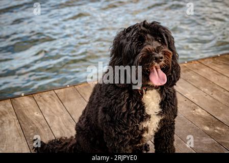 Un cane nero si trova su un molo di legno che si affaccia su un tranquillo lago Foto Stock