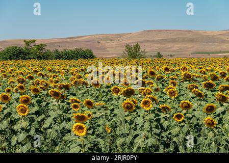 Campo di girasole organico contro il cielo soleggiato e blu Foto Stock