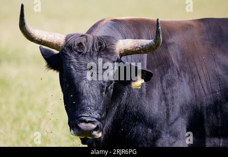 Il bestiame Heck pascolava in un prato verde in una soleggiata giornata estiva. Moos, Baviera, Germania. Foto Stock