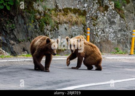 Coppe europee dell'orso bruno nei Carpazi della Romania Foto Stock