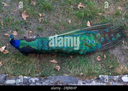 Peacock , bell'esempio rappresentativo di pavone maschio in grandi colori metallici Foto Stock