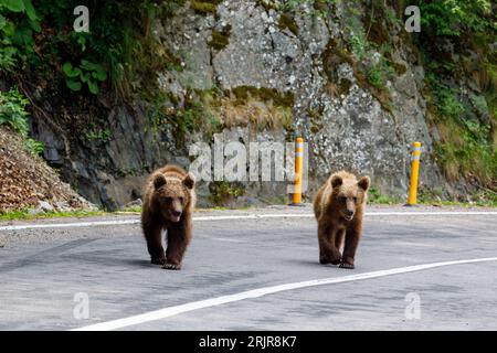 Coppe europee dell'orso bruno nei Carpazi della Romania Foto Stock