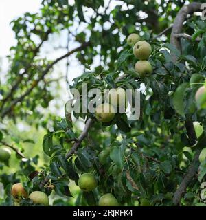 Pear tree with pears with pear scab (Venturia pyrina) disease hanging on its branches. Foto Stock