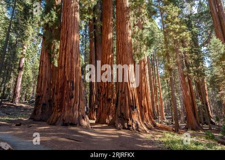 Alberi di sequoia giganti nel parco nazionale delle sequoie in una soleggiata mattinata autunnale Foto Stock