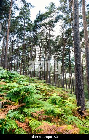 Alberi e felci di Bourne Woods nel Surrey, Inghilterra Foto Stock