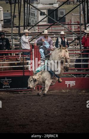 Un uomo che cavalca un toro in un'arena equestre durante uno spettacolo di rodeo. Foto Stock