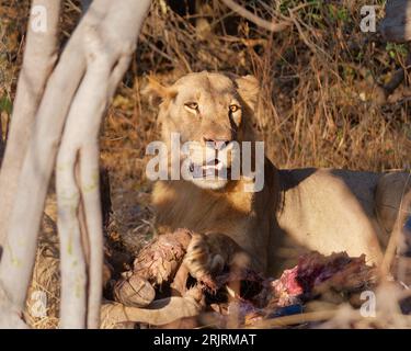 Un magnifico leone maschio nel suo habitat naturale, arroccato sulla cima di un knoll erboso, che banchetta piacevolmente con carni fresche raccolte dal terreno sottostante Foto Stock