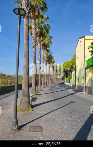 Palm avenue a Giardini Naxos vicino Taormina, Messina, Sicilia, Italia Foto Stock