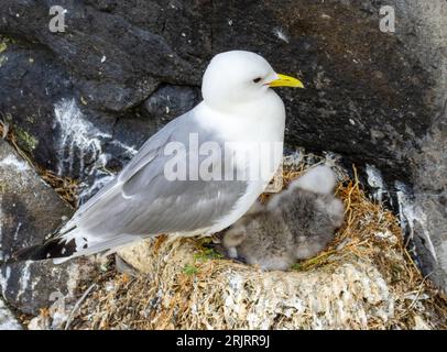 Un primo piano di un kittiwake in piedi sul suo nido con due pulcini grigi Foto Stock
