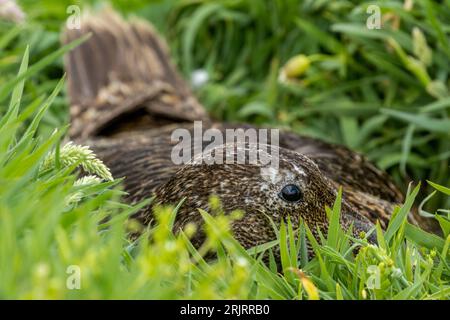 Un primo piano di un'anatra Eider femmina che giace in basso nell'erba Foto Stock