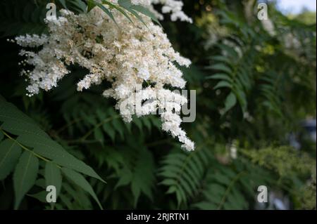 Un lussureggiante albero verde con un'abbondanza di vibranti fiori rosa che spuntano dai suoi rami Foto Stock