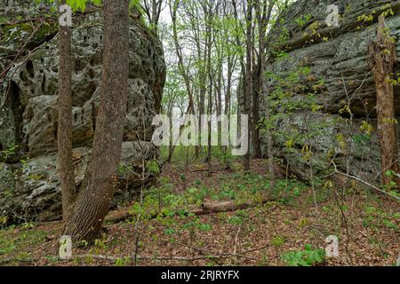 Campo di Boulder a Black Mountain nel mezzo del Tennessee, nella foresta, su un sentiero circondato da alberi piante di mele e enormi massi sacri in primavera Foto Stock
