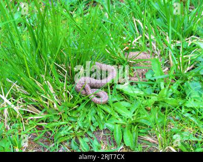 Giovane comune europeo o serpente velenoso vipera di colore grigio e un motivo a catena sul retro Foto Stock