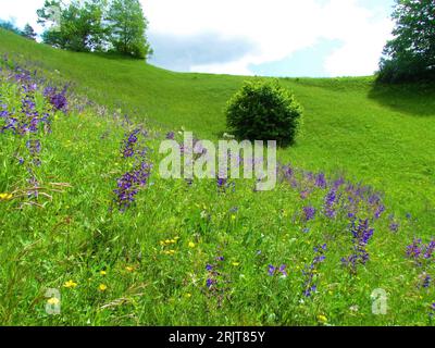 Grassland with purple blooming meadow clary or meadow sage (Salvia pratensis) in Slovenia Stock Photo