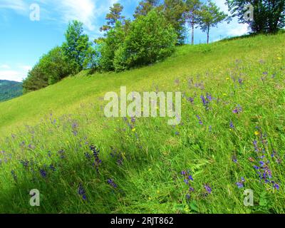 Grassland with purple blooming meadow clary or meadow sage (Salvia pratensis) and broadleaf trees in the background in Slovenia Stock Photo