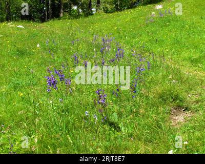 Grassland with purple blooming meadow clary or meadow sage (Salvia pratensis) and in Slovenia Stock Photo