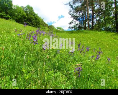 Prateria con prato in fiore viola clary o salvia prato (Salvia pratensis) e una foresta sullo sfondo in Slovenia Foto Stock