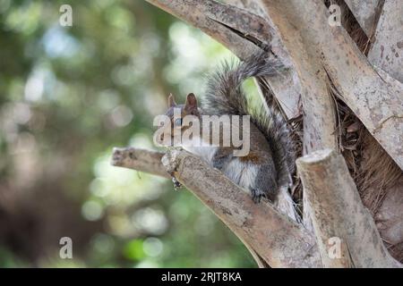 Un piccolo scoiattolo grigio arroccato sulla cima di un ramo di albero in un ambiente naturale Foto Stock