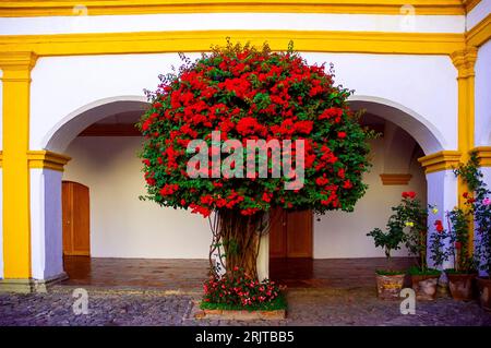 Albero di bouganville ricoperto di fiori nel cortile interno dell'edificio coloniale di Antigua Guatemala in America centrale. architettura e spa culturale Foto Stock