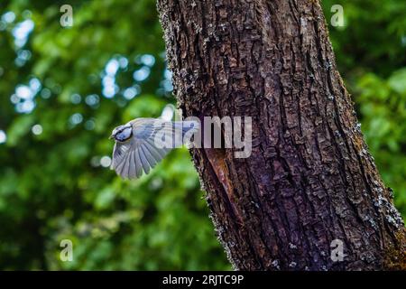 Un piccolo uccello vibrante viene catturato in volo, sorvolando un albero lussureggiante in un bellissimo ambiente naturale Foto Stock