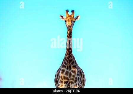 Una maestosa giraffa si erge alta in un lussureggiante campo verde in una giornata luminosa e limpida, con uno splendido cielo blu sullo sfondo Foto Stock