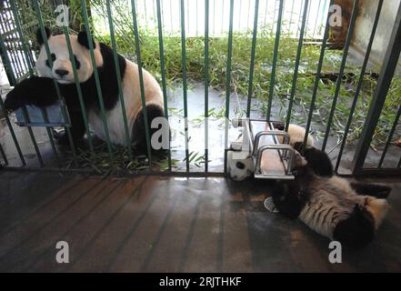 Bildnummer: 51690001 Datum: 09.02.2007 Copyright: imago/Xinhua Großer Panda (Ailuropoda melanoleuca) mit Nachwuchs im - Wolong Giant Panda Protection and Research Center - a Wolong - PUBLICATIONxNOTxINxCHN, Tiere; 2007, Wologong, Pandabär, pandas, Pandabären, große, Jungtier, Jungtiere, Forschungszentrum, Säugetiere , Riesenpanda, Riesenpandas,; , quer, Kbdig, Gruppenbild, Cina, Foto Stock