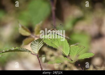 Centre Foreground Image of a Female Common Darter Dragonfly (Sympetrum striolatum) Perched on Top of a Sunny Green Leaf in Left-Profile in the UK Stock Photo