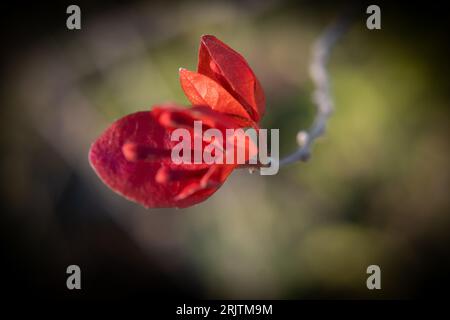 Baby bougainvillea plant top view Stock Photo