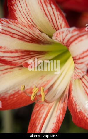 Closeup fresh blossom flower petals Stock Photo