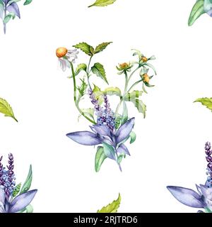 Salvia pianta a base di erbe, bidens tripartita acquerello modello senza cuciture isolato su sfondo bianco. Salvia, ortica, camomilla, margherita fiori utili a mano Foto Stock