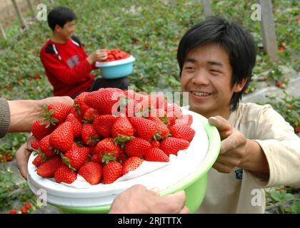 Bildnummer: 51769416 Datum: 14.03.2007 Copyright: imago/Xinhua Erntehelfer bei der Erdbeerernte in Turpan in der Region Xinjiang Uygur - PUBLICATIONxNOTxINxCHN, Personen; 2007, Turpan, Gewächshaus, Gewächshäuser, Ernte, Frucht, Früchte, Obst, Erdbeeren, ernten, Erdbeere, Mann, cinese, Chinesen, Helfer, pflücken; , quer, Kbdig, Einzelbild, Landwirtschaft, Wirtschaft, Cina, Arbeitswelten, Gesellschaft, , o0 Food, optimistisch Foto Stock